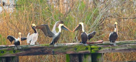 Louisiana bayou | Louisiana bayou, Bayou, Louisiana