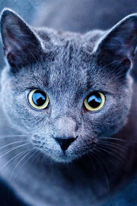 7 Personality Traits of a Russian Blue Cat | Russian blue cat, Russian ...