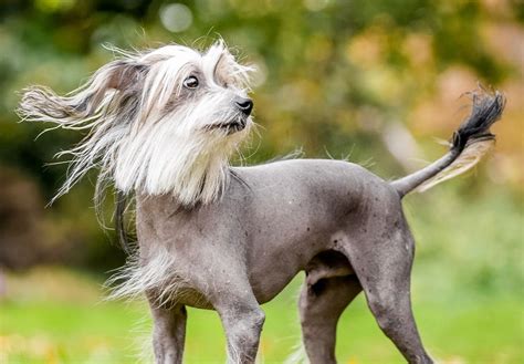 15 Unique, Weirdest Dog Breeds We Love