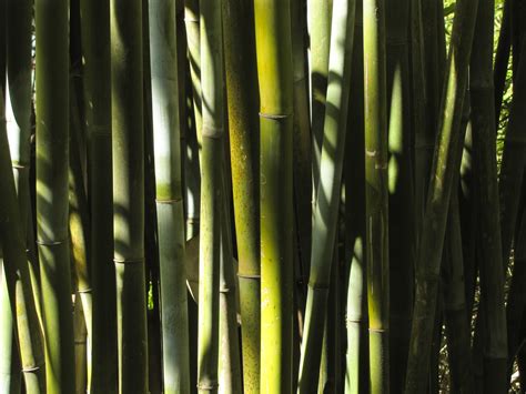 Bamboo Stalks Free Stock Photo - Public Domain Pictures