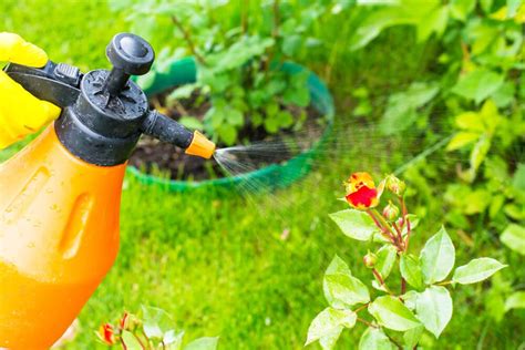 Organic Pest Control for Container Gardens - Green House Tutorial