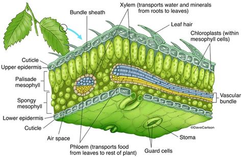 Leaf Structure photo | Biology plants, Teaching biology, Botany