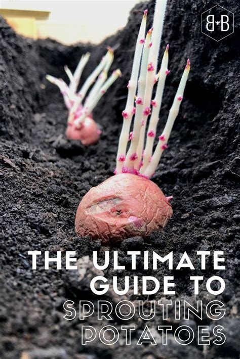 Growing potatoes is so much fun! And you can grow your own from grocery ...