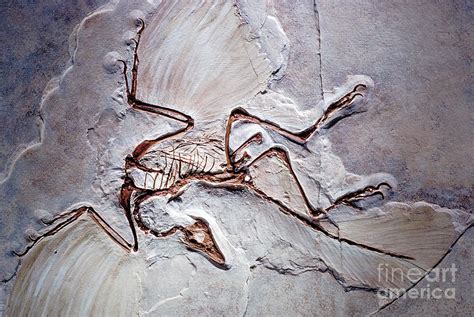 Archaeopteryx Fossil Photograph by James L. Amos - Fine Art America