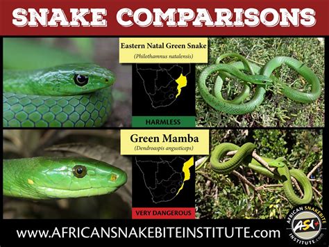 african green bush snake - howtodownloadbrushesonclipstudiopaint