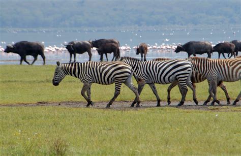 Lake Nakuru National Park - Lake Nakuru National Park