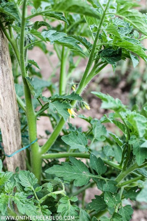 Using Natural Blood Meal on Tomato Plants