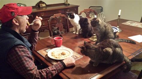 Will the Real “Crazy Cat Man,” Please Stand Up? – kittymews | Cat News ...