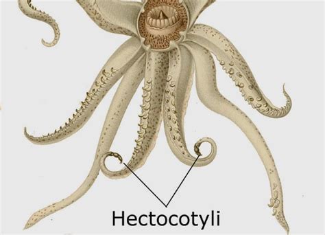 10 Incredible Facts That Prove Octopuses Are Amazing - Listverse