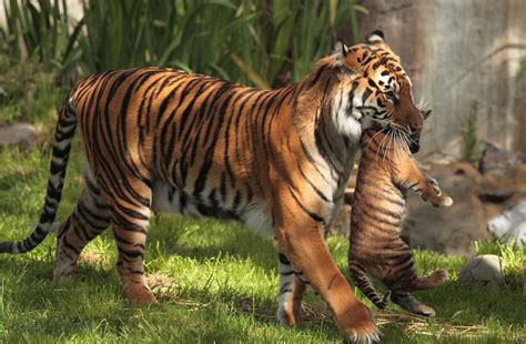 1280x720 Tiger Carrying Cubs 720P ,HD 4k Wallpapers,Images,Backgrounds ...