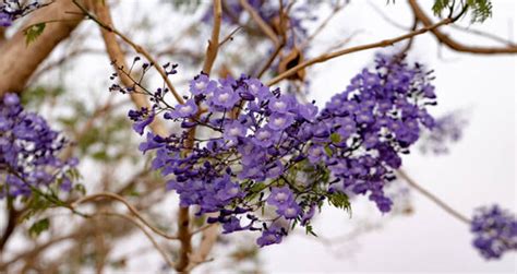 How Fast Is Jacaranda Tree Growth Rate Per Year? - EmbraceGardening