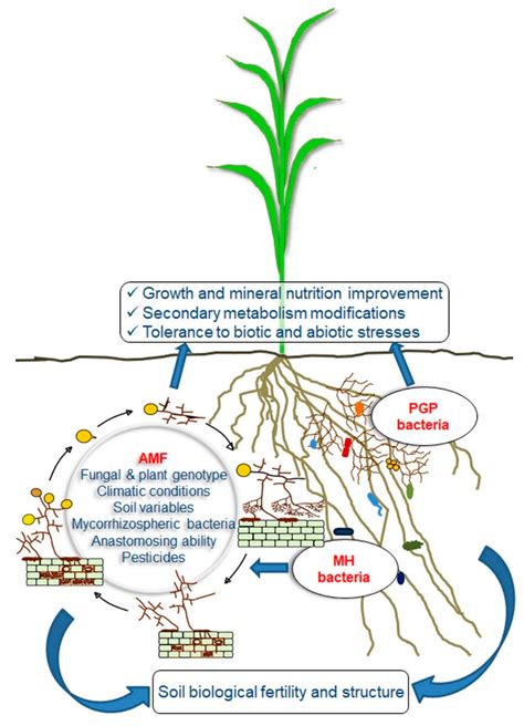 Which Characteristic Could Help You Distinguish Between Plants And ...