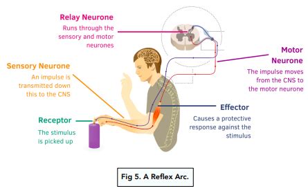 11+ labelled diagram of reflex arc - SantinoRebekah