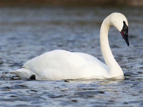 7 Types of Swans: Exploring the Beauty and Diversity - Sonoma Birding