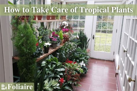 Plant Care Tips: How to Take Care of Tropical Plants - Indoor Plantscaping