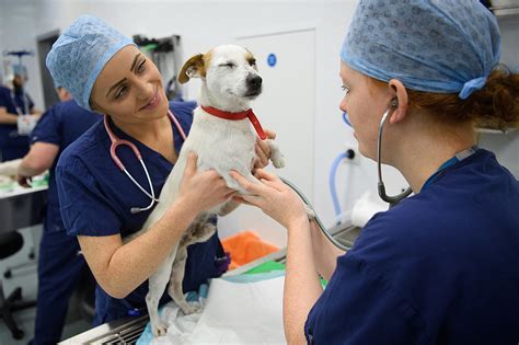 Veterinary Students Are in Great Demand