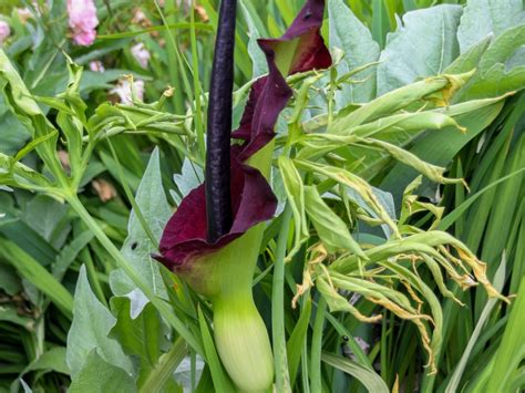 Dragon Arum Care - How To Grow A Dragon Arum Lily