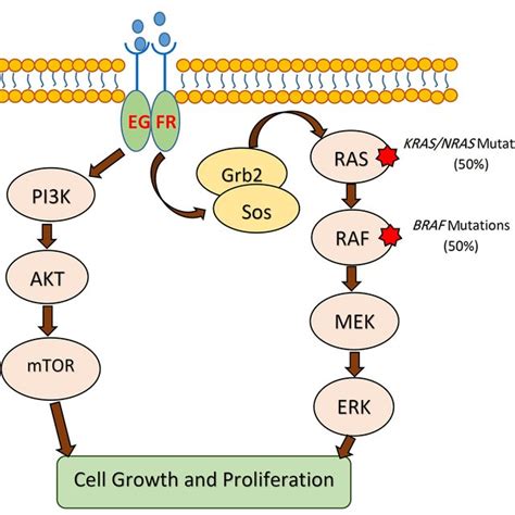 The MAPK signaling pathway in CRC. KRAS and BRAF mutations lead to the ...