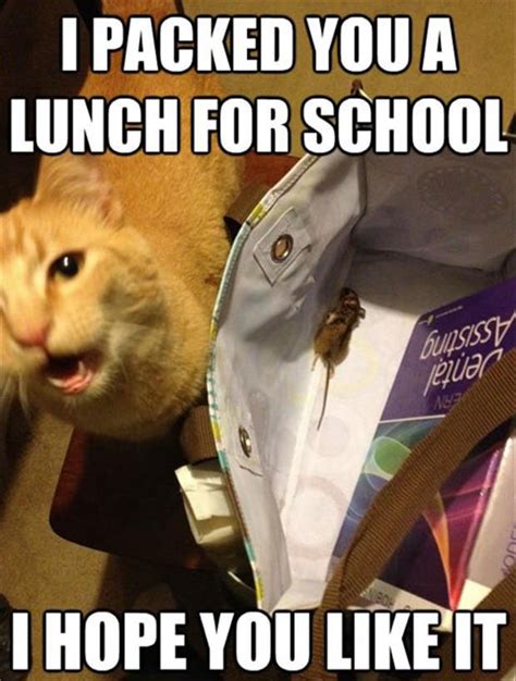 a funny cat packed a lunch for school - Dump A Day