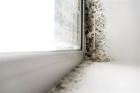 Dangers of Black Mold Every Homeowner Should Know