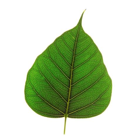 Images: image of peepal leaf | Peepal leaf texture — Stock Photo ...