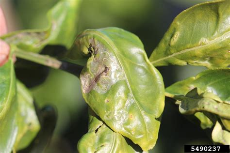 Lime Leaves Are Curling Up - What To Do About Leaf Curl On Lime Trees