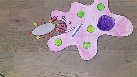 Phagocytosis animation - YouTube