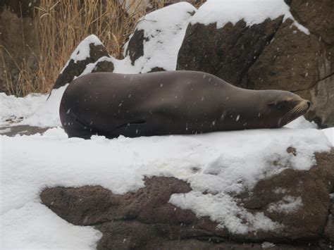 Sea Lion lying in the Snow by Sabreleopard on DeviantArt