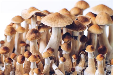 Study on how magic mushrooms affect the brain clears approvals with ...