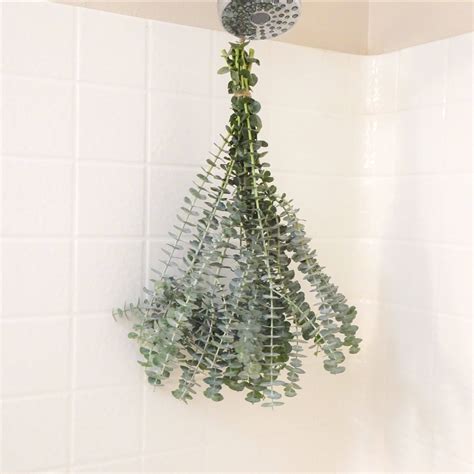 Fresh Shower Eucalyptus Bundle | Buy Online | Hello Eucalyptus – Hello ...