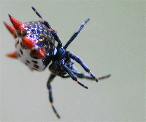 Real Monstrosities: Crab-like Spiny Orbweaver