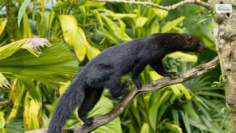 Meet Latin America's Weasel Relative, Tayra | Facts, Diet. Pictures