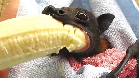 This Animal Tried to Eat Big Banana At Once|| Hungry BAT || 😱 - YouTube