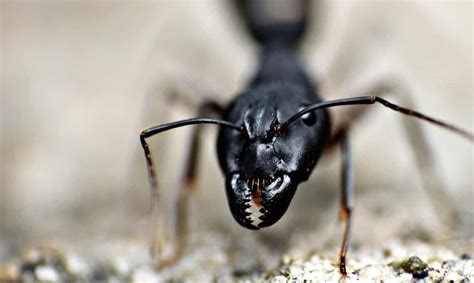 What makes ant teeth so super strong and sharp