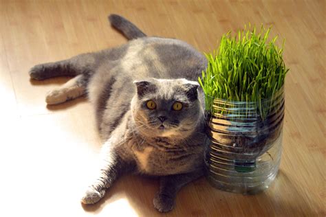 How to grow cat grass indoors - Ontario SPCA and Humane Society