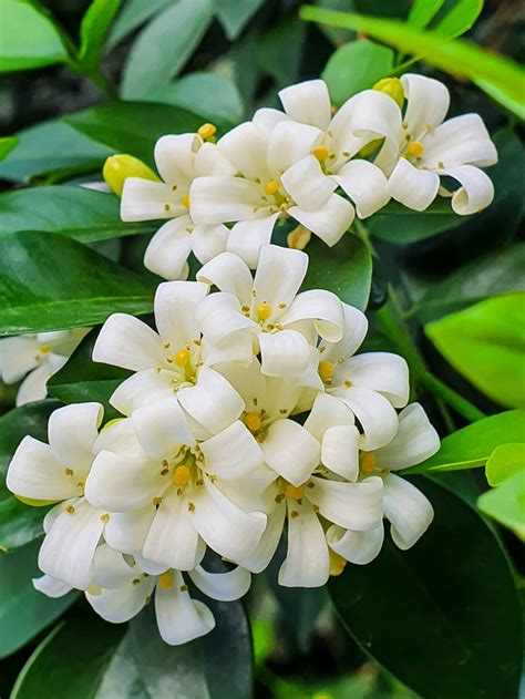 Murraya 'Orange Jessamine' 8" Pot - Hello Hello Plants