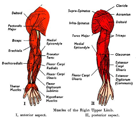 Arm Workouts: 5 Great Exercises to Grow your Biceps and Triceps | Guy ...