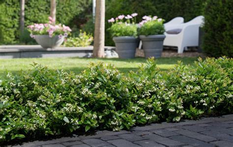 Edible Hedges for Privacy and Food - Eat That Hedge! - GardensAll