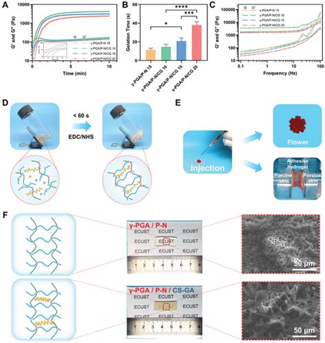 Rheological properties and morphologies of the adhesive hydrogels. A ...