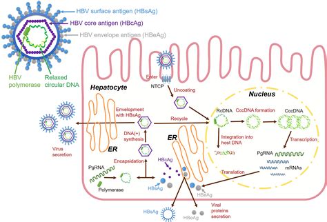 Frontiers | Interferon and interferon-stimulated genes in HBV treatment