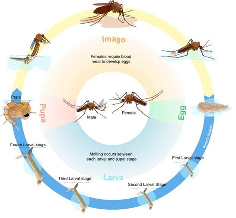 The Mosquito Life Cycle – Mozquit