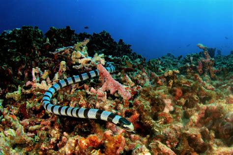 Sea Snake Facts: 16 Facts about Sea Snakes