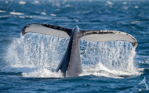 Whale Watching| Whale Watch Tour Bookings