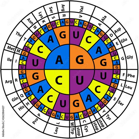 Amino Acids Chart