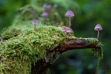 New database reveals plants' secret relationships with fungi