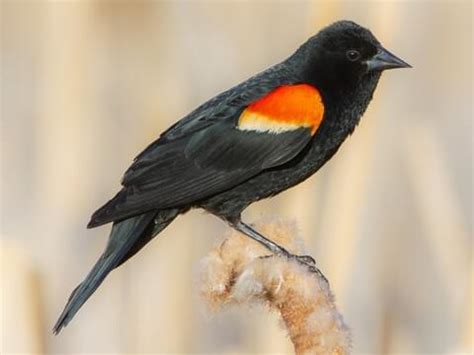 Red-winged Blackbird | Celebrate Urban Birds