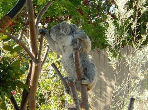 Premium Photo | Koala climbing tree