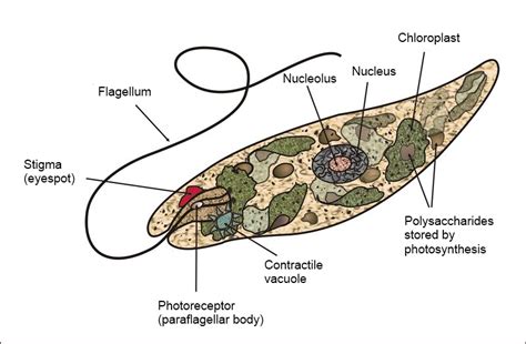 Euglena Cell Microscope