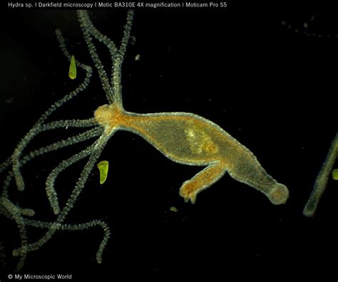 Motic Europe | Blog: Hydra - The immortal monster of the micro world