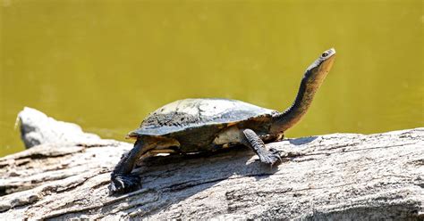 Eastern Snake Necked Turtle Care Guide - All Turtles